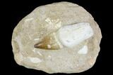Rooted Mosasaur (Prognathodon) Tooth - Morocco #150252-1